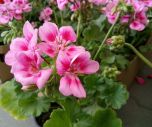 Pelargonia balkonowa