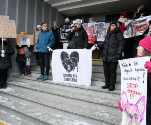 „Maszynka do mielenia mięsa i pałki z krwią”. Kulisy zamknięcia schroniska „Happy Dog”. Co dalej?