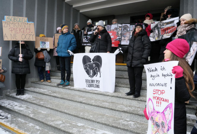 „Maszynka do mielenia mięsa i pałki z krwią”. Kulisy zamknięcia schroniska „Happy Dog”. Co dalej?