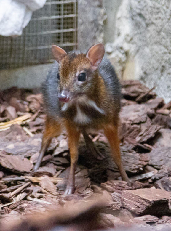W Warszawskim ZOO urodził się myszojeleń