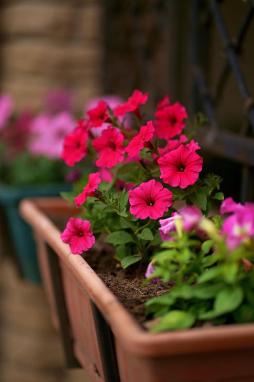 Petunia