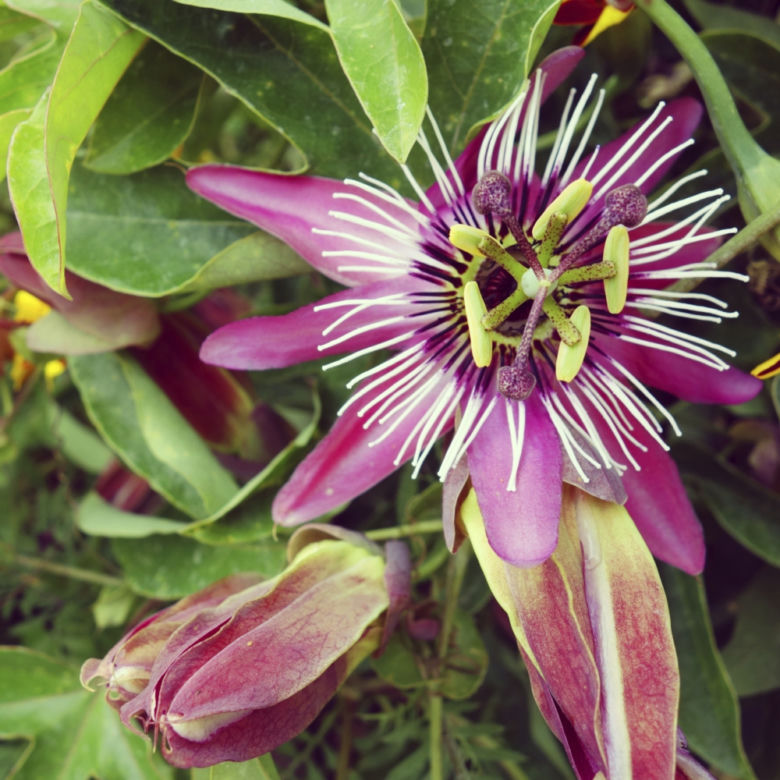 passiflora