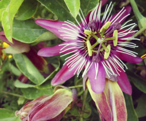 passiflora