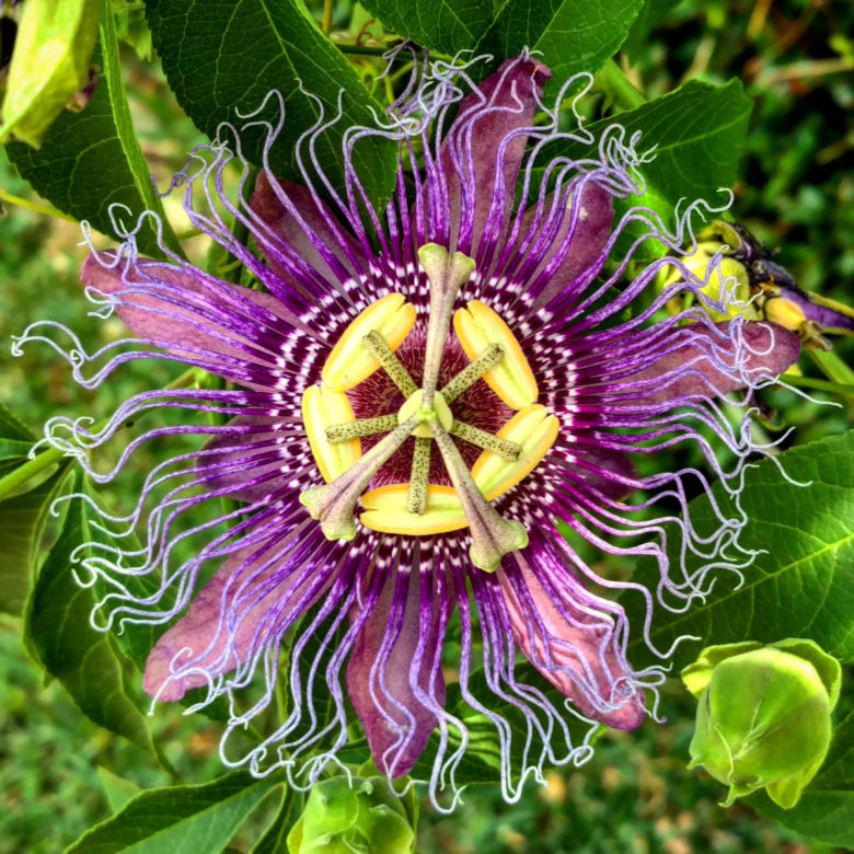 Passiflora