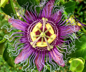 Passiflora