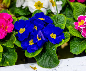 Sadzonki i cebulki kwiatów - Targi Garden 2026 Ptak Expo