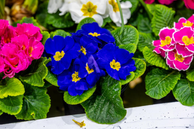 Sadzonki i cebulki kwiatów - Targi Garden 2026 Ptak Expo