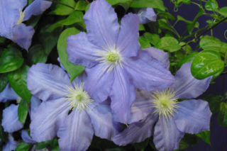 Powojnik wielkokwiatowy 'Vistula'PBR - Clematis 'Vistula'PBR