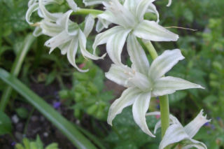 Śniedek zwisły - Ornithogalum nutans