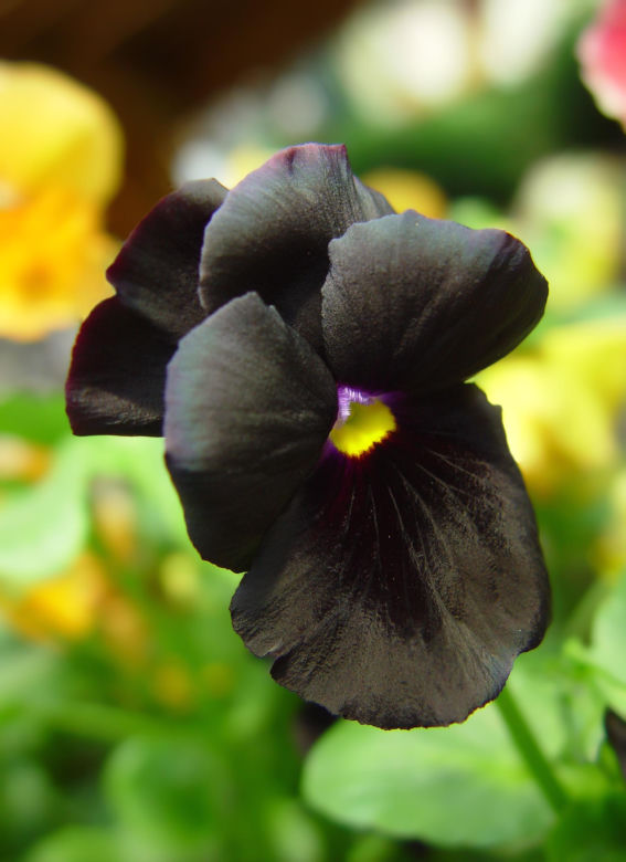 Bratek "Black King"