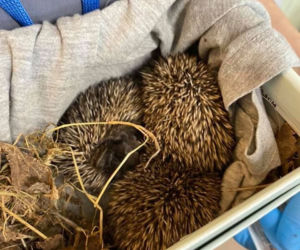 Przemyśl. Jeżyki spiekły sobie kolce w upale [ZDJĘCIA]
