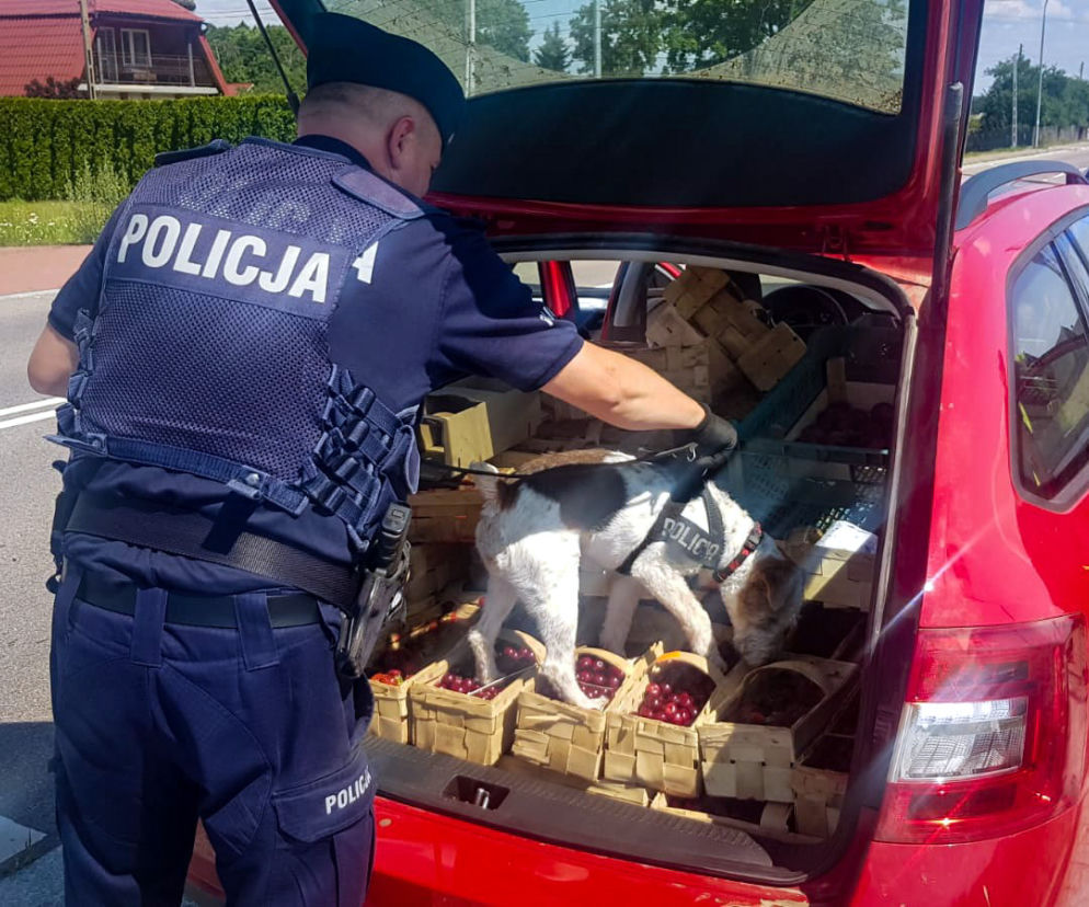 Wiśniami chciał opłacić mandat, wpadł z narkotykami