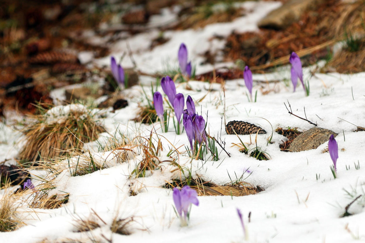 Krokusy w Tatrach pod śniegiem