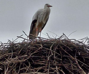 Maciek wrócił do Bydgoszczy. Znany bocian znów ogłasza nadejście wiosny!