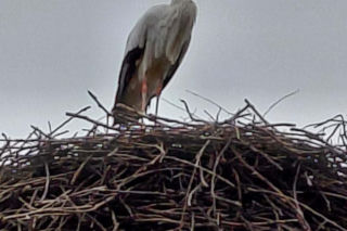 Maciek wrócił do Bydgoszczy. Znany bocian znów ogłasza nadejście wiosny!