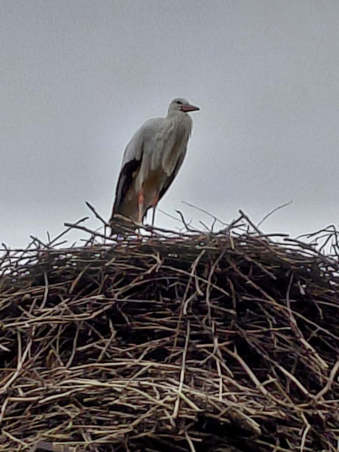 Maciek wrócił do Bydgoszczy. Znany bocian znów ogłasza nadejście wiosny!