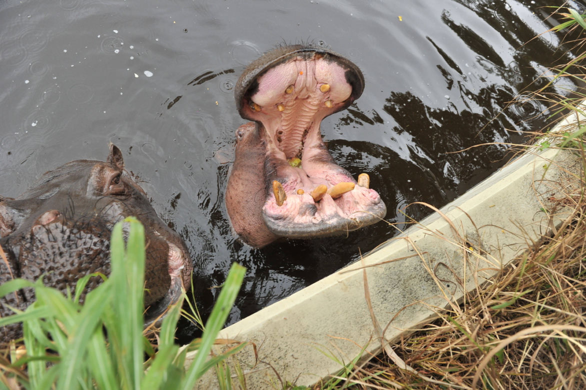 Wielkie święto w warszawskim ZOO. Hipopotamica Pelagia świętowała 37. urodziny