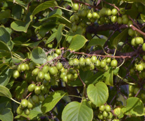aktinidia