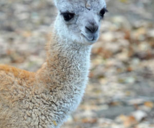 We wrocławskim zoo urodziło się gwanako