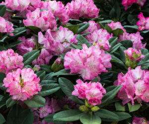 Kiedy sadzić rododendrony