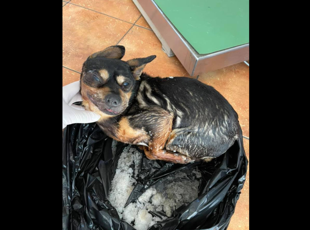 MAKABRYCZNE zdjęcia! Pies wyrzucony w przydrożnym rowie! Jest nagroda za wskazanie sprawcy 