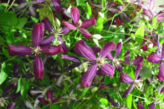 Powojnik 'Sweet Summer Love'PBR - Clematis 'Sweet Summer Love'PBR