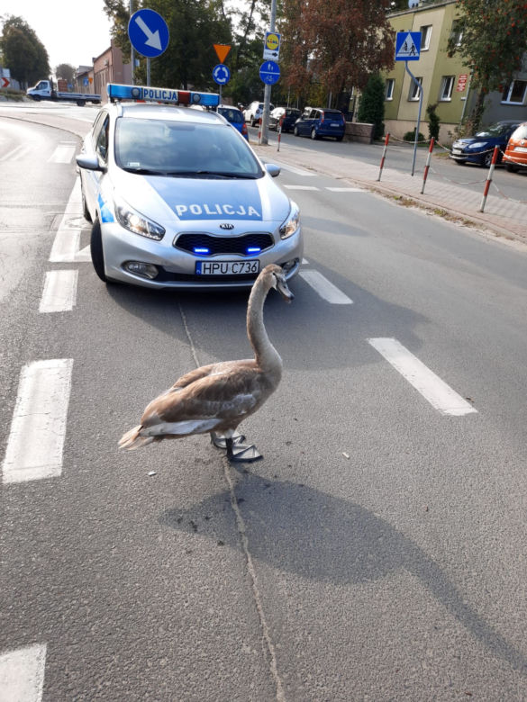 Ruch pojazdów na rondzie zablokował... łabędź! Zamieszanie w Kościanie