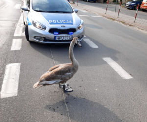Ruch pojazdów na rondzie zablokował... łabędź! Zamieszanie w Kościanie