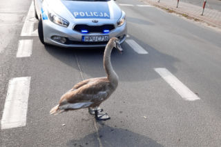 Ruch pojazdów na rondzie zablokował... łabędź! Zamieszanie w Kościanie [ZDJĘCIA]