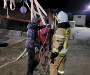 Strażacy postawili konia na nogi. Powód, dla którego to zrobili, wzrusza