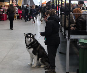 Międzynarodowa Wystawa Psów Rasowych Duo Cacib Kielce 2025