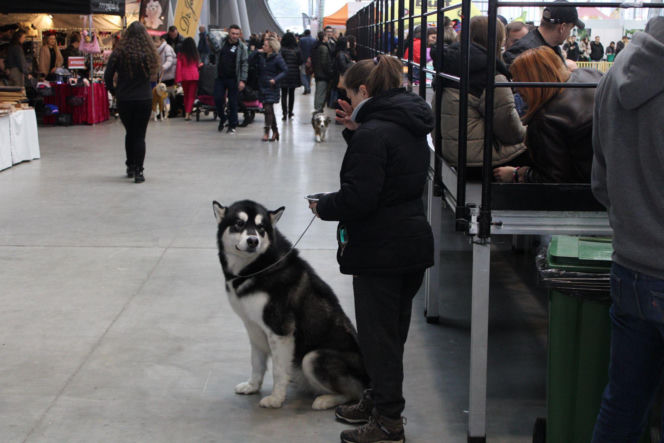 Międzynarodowa Wystawa Psów Rasowych Duo Cacib Kielce 2025