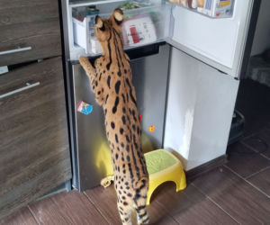 Na Śląsku zaginął serwal! [ZDJĘCIA]