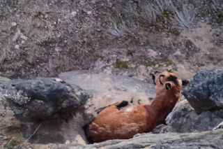 Strażacy uratowali owieczkę