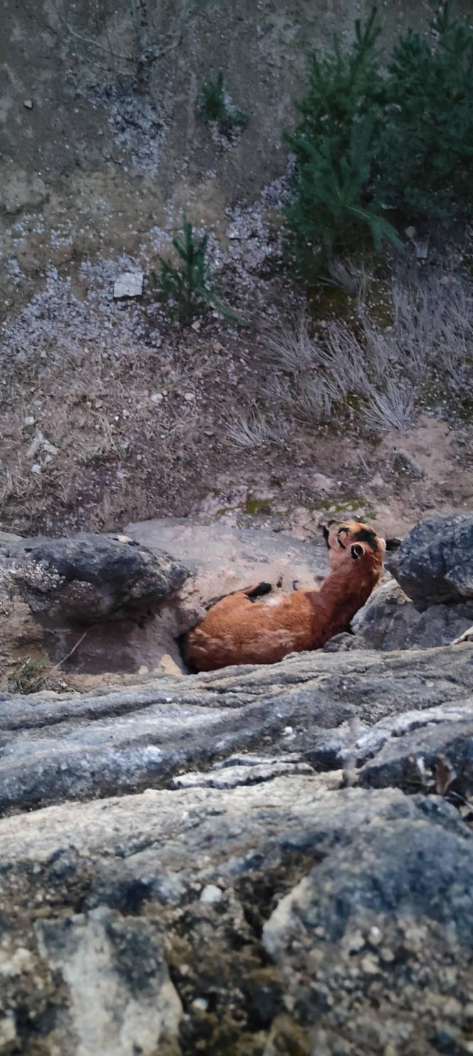 Strażacy uratowali owieczkę