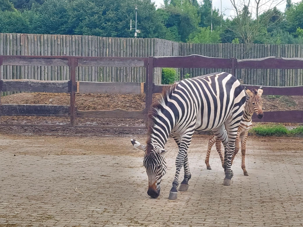 Mała zebra w zamojskim ZOO