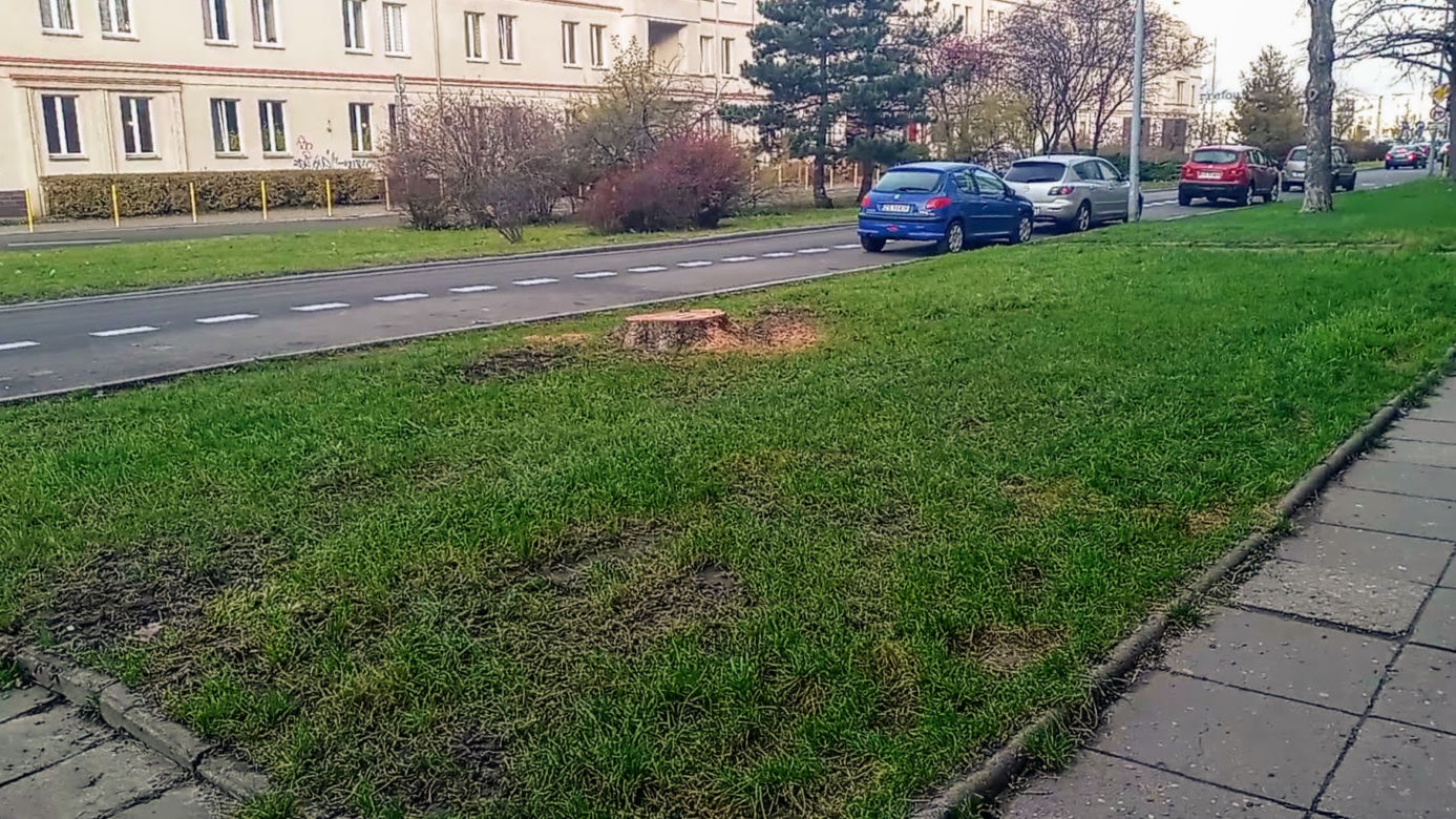 Okazałe drzewa na Turzynie poszły pod topór