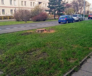 Okazałe drzewa na Turzynie poszły pod topór