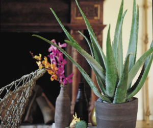 Aloes