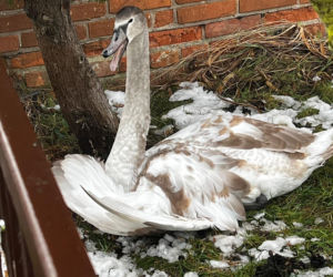Łabędź potrzebował pilnej pomocy