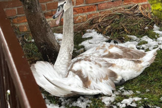 Pospieszyli z pomocą młodemu łabędziowi. Wspólna akcja strażników miejskich z Gostynia i pracowników schroniska w Dalabuszkach [ZDJĘCIA]
