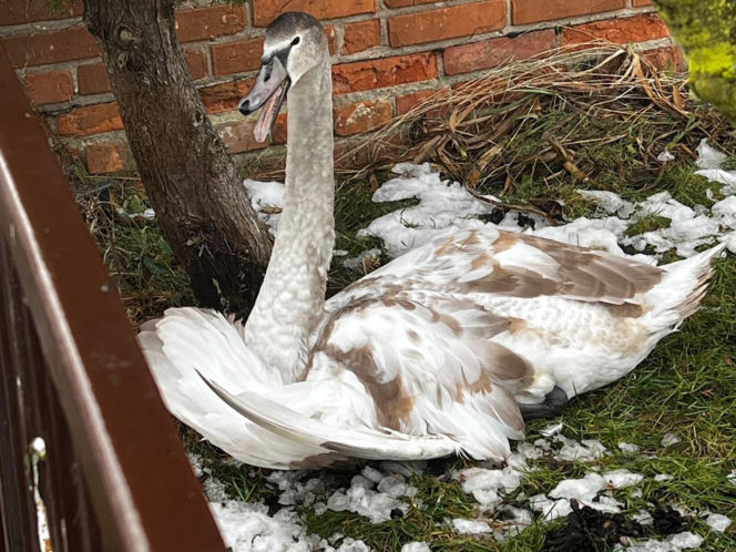 Pospieszyli z pomocą młodemu łabędziowi. Wspólna akcja strażników z Gostynia i schroniska w Dalabuszkach