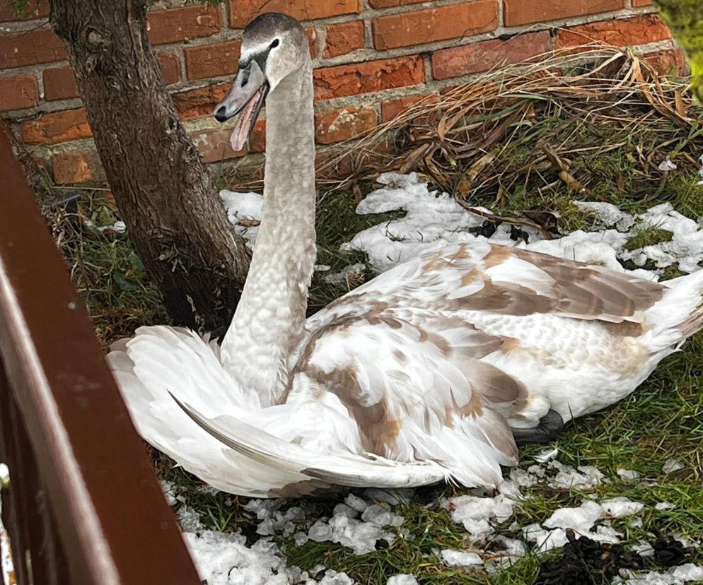 Łabędź potrzebował pilnej pomocy