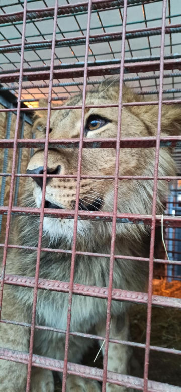 Ukraińskie zwierzęta uratowane! Są w drodze do Poznania. "Cudem przeżyły transport"