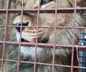 Ukraińskie zwierzęta uratowane! Są w drodze do Poznania. Cudem przeżyły transport