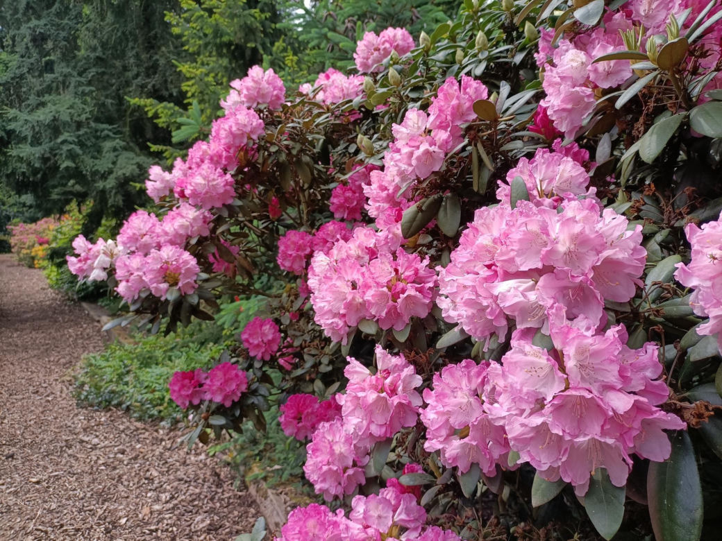 Arboretum Kórnickie - raj dla miłośników pięknych roślin