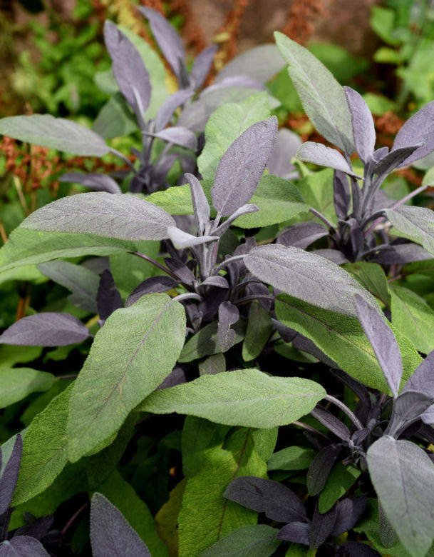 Szałwia lekarska ‘Purpurascens’