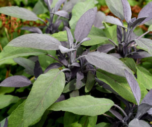 Szałwia lekarska ‘Purpurascens’