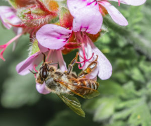Kochasz pelargonie? Sprawdź, dlaczego nie są najlepszym wyborem