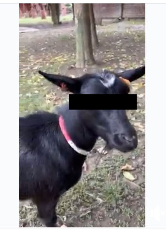 Przemyśl. Kozy okradają łosię Tobi [GALERIA]